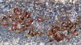Bed bugs' biggest impact may be on mental health after an infestation of these bloodsucking parasites