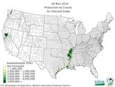 Rice production in the United States