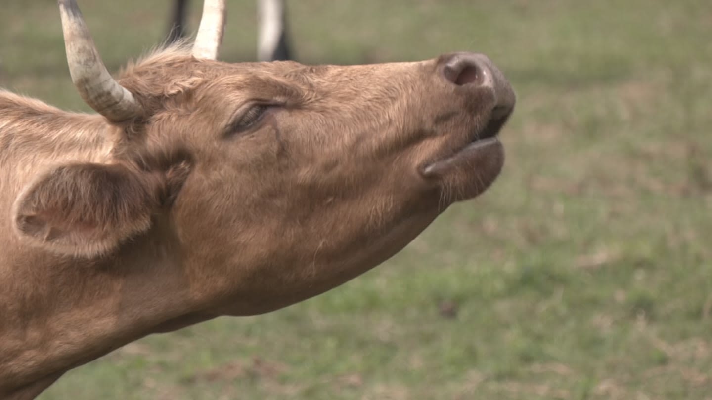 DeSantis sticks fork in lab-grown meat