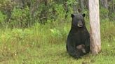 Bear showing 'signs of severe stress' in Florida likely just overheated: wildlife commission