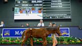 Frankel Colt Tops Magic Millions National Weanling Sale