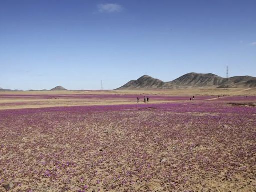 Marea morada: lluvias atípicas hacen florecer el desierto de Atacama, el más seco del planeta