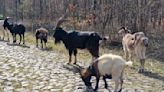 Herd of goats used to clean up Paris-Roubaix's Arenberg Forest cobbles