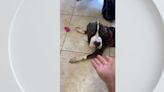 Alarming spike in animal abuse cases seen throughout South Florida