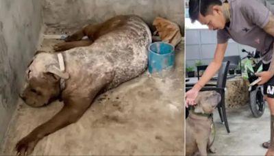 Miracle Story of Lost Dog With ‘Maggot Infestation’ Features Unbelievable Reunion