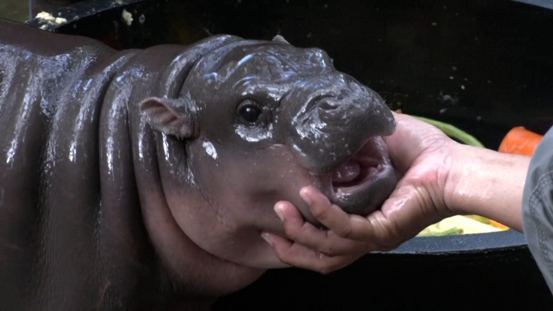 Who's that baby hippo on your timeline? Meet the wet, chubby 'lifestyle icon' captivating the internet