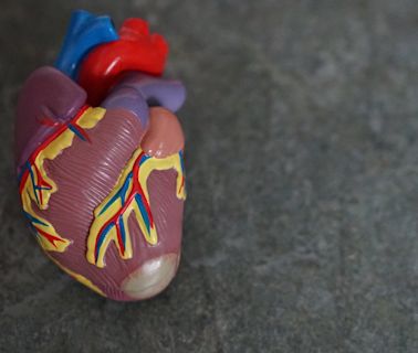 Mouse study finds increasing cardiac ketones may help treat heart failure