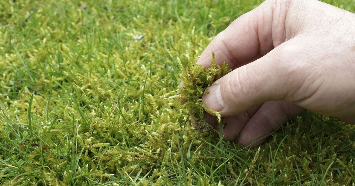 Remove moss from lawns fast with expert’s easy tip that uses magic kitchen item