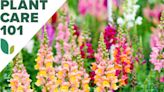 How to Grow Snapdragons for an Easy Curb Appeal Boost