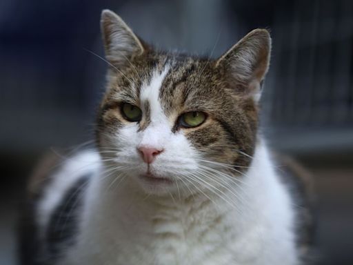 Keir Starmer's new pet Larry the Cat's hilarious response to Labour's General Election win