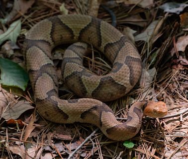 6 venomous snakes in SC, Greenville: What to know about rattlesnakes, copperheads, more