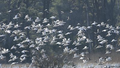 Give the birds a break! Here are some hints on protecting the Atlantic flyway