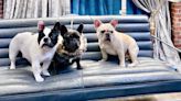 French bulldog revealed as most popular dog breed by American Kennel Club