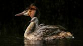 Pūteketeke wins 'Bird of the Century' thanks to John Oliver