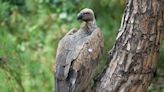 How a Crisis for Vultures Led to a Human Disaster: Half a Million Deaths