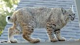 Bobcat Spotted Near Gym In Mount Kisco, Officials Warn