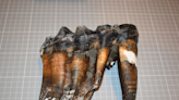 Ancient mastodon tooth found by jogger on California beach