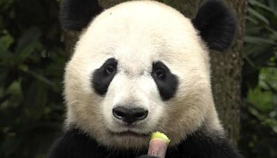 The winner in China’s panda diplomacy: the pandas themselves