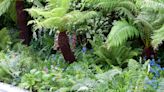 How to grow ferns – when and how to plant and care for them
