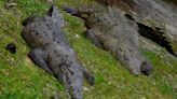 Crocodiles in Florida? Here's what you should know about the reptile making a comeback