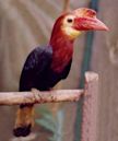 Walden's hornbill