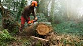 How to cut down a tree with a chainsaw