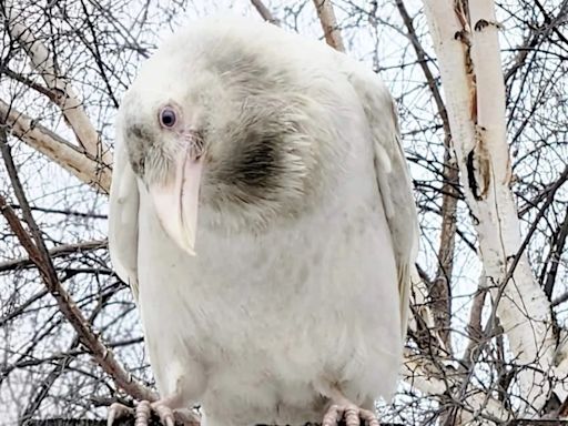 After winter of wonder, Anchorage's white raven takes flight
