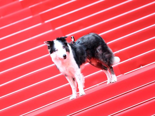 ‘Anatomy of a Fall’ Breakout Messi the Dog Laps Up Attention at Cannes