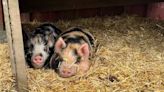 Family sues butcher who slaughtered pet pigs when he went to wrong house
