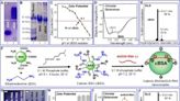 Transforming agriculture: engineered nanoparticles | Newswise