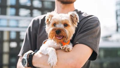 New York City’s Top Dog Breeds Are Yorkies & Shih Tzus, Study Finds