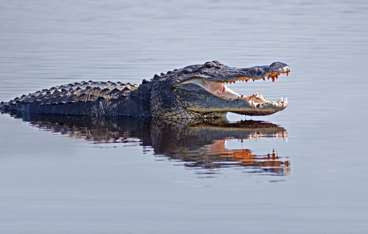 Video of Hundreds of Gators Swarming in Georgia Swamp Is Making Everybody Uneasy