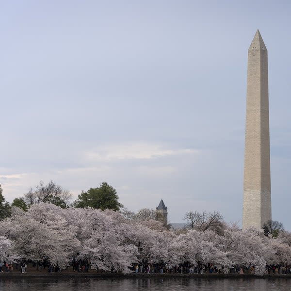 Noncitizens can vote only in DC local elections