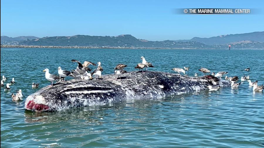 Large gray whale washes ashore in Richmond harbor