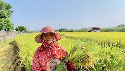 高雄一期稻作5月底完成供灌 農民陸續收割開心收成