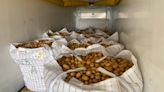 Act of spud-toneity: Amarillo charity gives away 50,000 pounds of donated potatoes