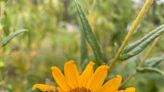Sunny bouquet: Native perennial sunflowers provide critical food source