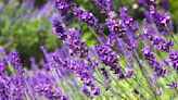 ‘Drainage is essential’ when growing lavender in pots – expert tips for healthy container plants