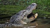 Turtles are on the menu of waking alligators in Port Royal. ‘You’ll never forget the crunch’