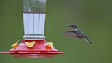 Time to put out your sweet feeders: Michigan’s ruby-throated hummingbirds are back