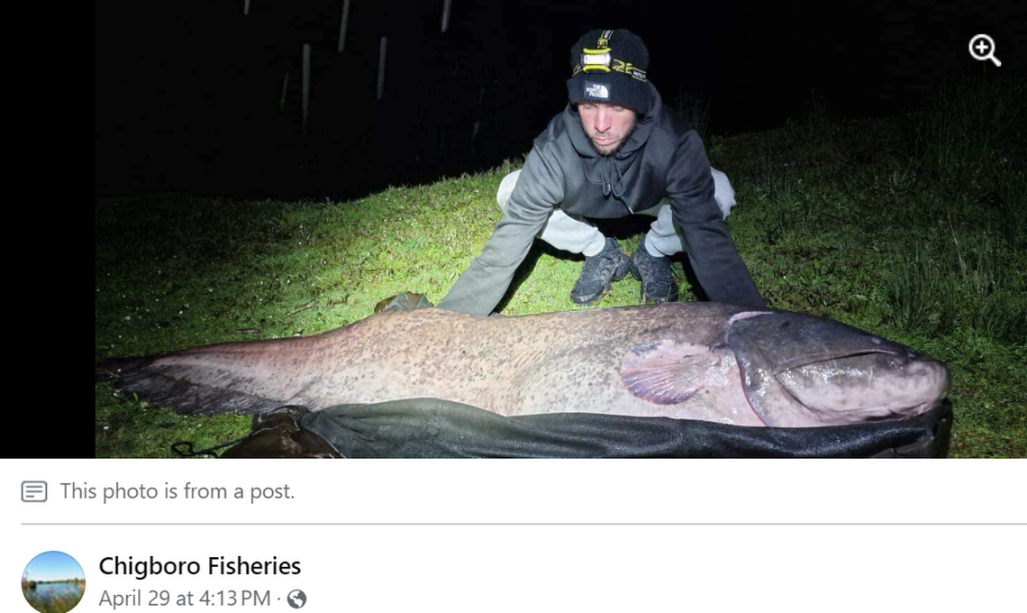 Amateur angler lands 143-pound monster catfish in UK — and may set national record