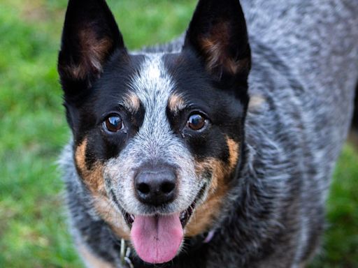 10 Best Dogs Breeds to Work Your Farm or Protect Your Livestock