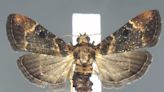 'Very flashy' moth not seen in more than a century found in bag at Detroit airport