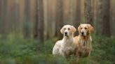 Bonded Pair of Goldens Abandoned by Owner in Canada Are Hoping for a Holiday Miracle