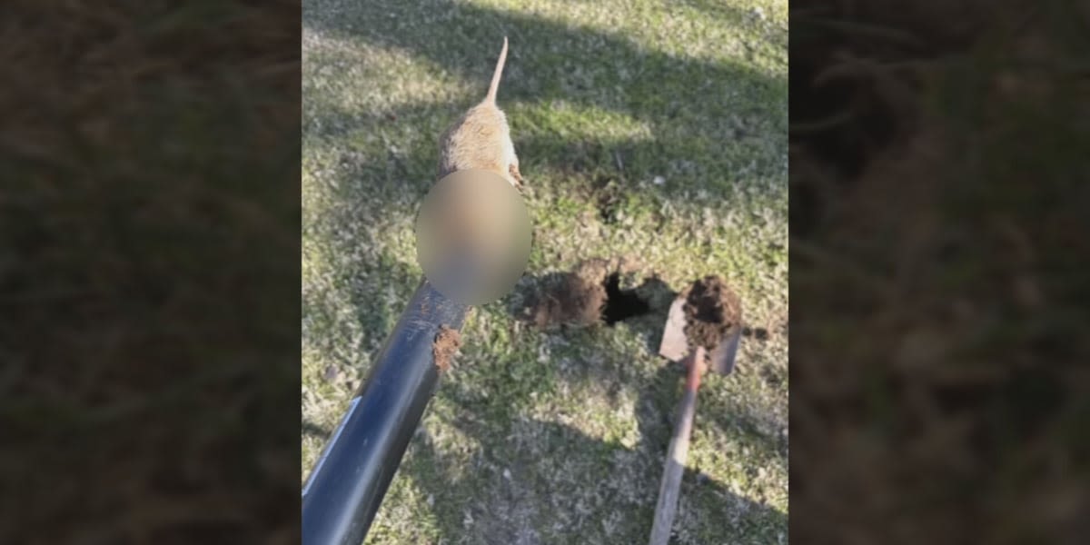 Glendale residents dealing with gophers taking over their yards