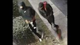 MS Coast police seeking men who they say kicked in door, stole 16 paris of Jordans, $5,000