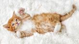 Action-Packed Orange Kitten Photoshoot Brings All the Adorable Drama