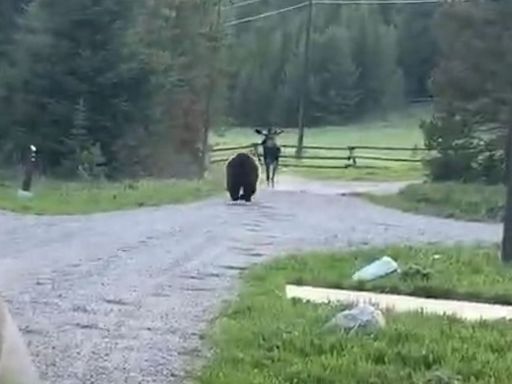 Moose Narrowly Avoids Grizzly Bear Attack in Thrilling Viral Video from Montana Campground