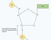 Protein biosynthesis