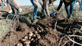 Cómo opera la división agro de PepsiCo: foco en la sustentabilidad y la tecnología